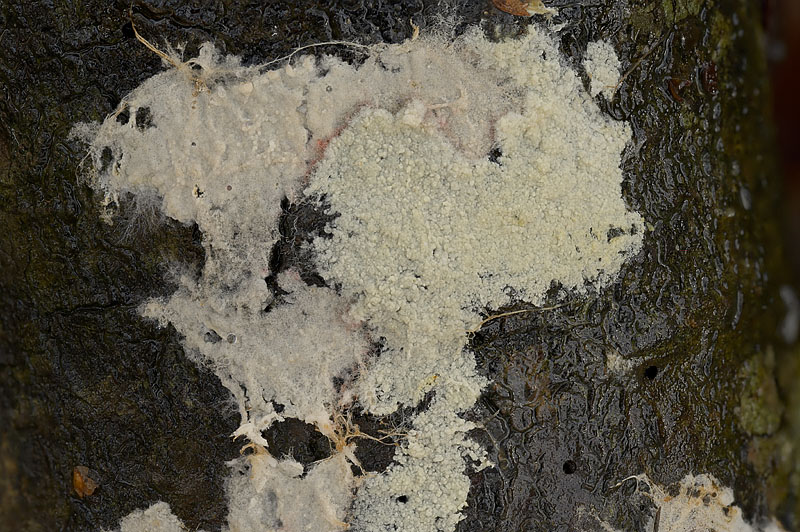 Asterostroma cervicolor